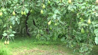 梨树枝头结满果实，在有机花园里随风飘动。4公里